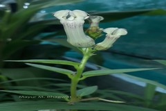 Ceropegia sahyadrica